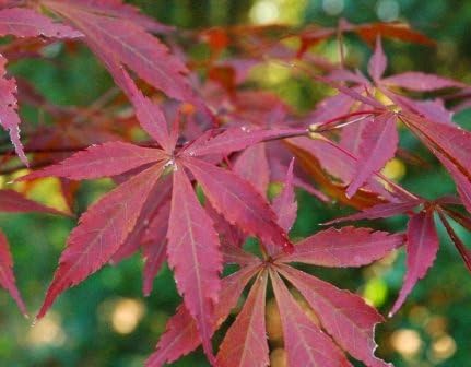 Suminagashi Japanese Maple 3 - Year Live Plant