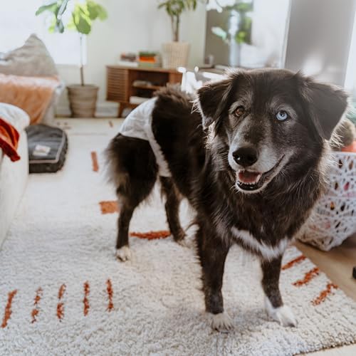 Image of Four Paws Wee-Wee Disposable Dog Diapers, Large, 36 Count | Protects against leaks, dog incontinence, marking, great for puppy training & travel, over 19 inch waist