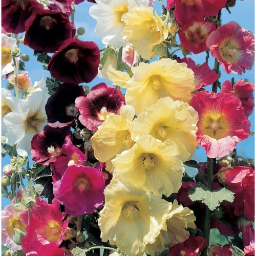 Park Seed Happy Lights Hollyhock Mix Seeds, Pack Of 25 Seeds #TOP3