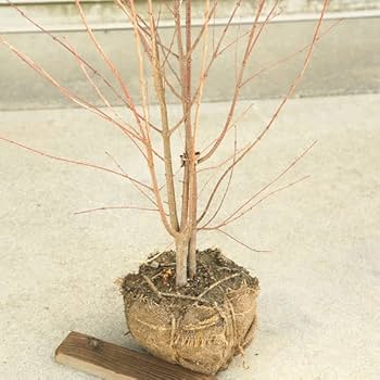 Amazon | 庭木：カツラの木 桂の木 株立ち* 樹高：約140-150cm