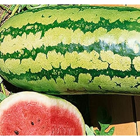 25 Garrisonian Watermelon Seeds | Non-GMO | Heirloom | Instant Latch Fresh Garden Seeds Cover
