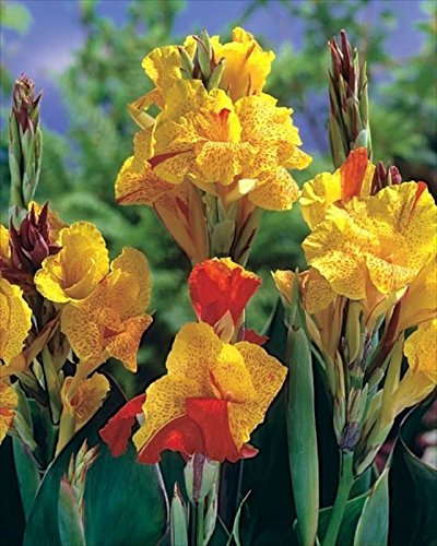 Bulb/Tuber/Root Canna Lily 'Cleopatra' Quality WPC Prins Summer Flowering