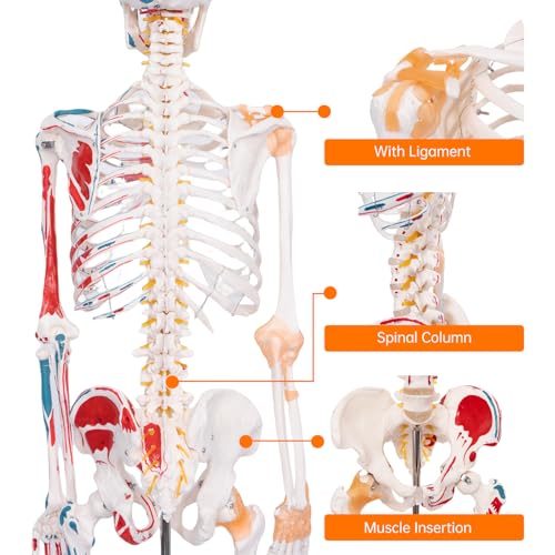 Image of 70.8 inch Human Anatomy Model,Skeleton Model Muscle Insertion & Ligaments