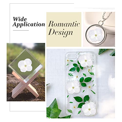 60 Flores Secas de Hortensia Blanca para Manualidades miniatura 7