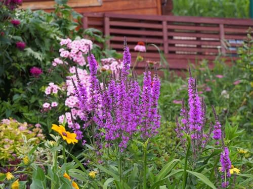 Lythrum salicaria, Blutweiderich - frosthart, violett