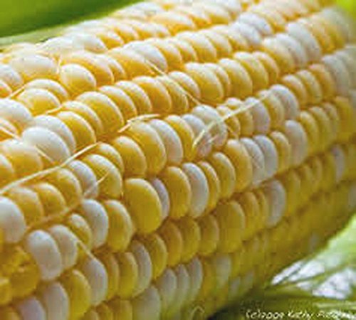 Corn, Bi-Color, Butter N Sugar, Heirloom20 Seeds, A Bicolor Delight #TOP2