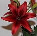 Black Out Asiatic Lily - 2 Bulbs 14/16cm - Deep Red