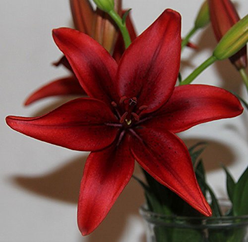 Black Out Asiatic Lily - 2 Bulbs 14/16cm - Deep Red Black Out Asiatic Lily - 2 Bulbs 14/16cm - Deep Red