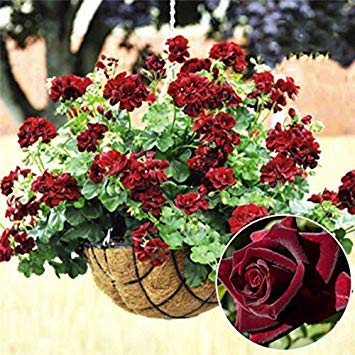 20 pcs rare black geranium seeds pink pelargonium perennial flower seeds rustic plant in bonsai pot: Only seeds