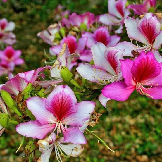 SISA GARDEN one healthy live Bauhinia purpurea/Kanchan flowering plant (Pink) with nursery grow bag (B0CB1HPG4D) Amazon Price History, Amazon Price Tracker