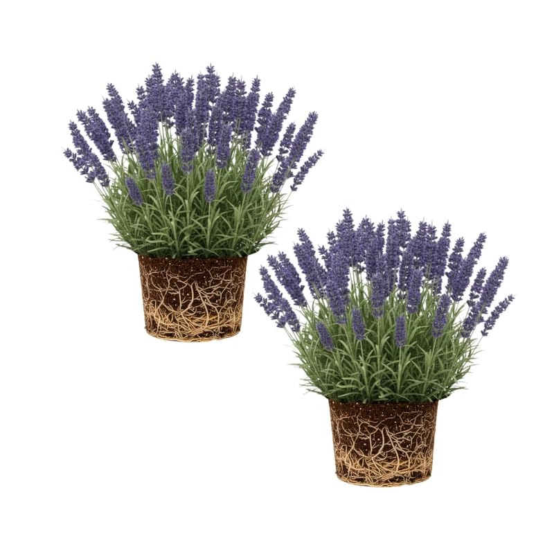 Set 2 Phenomenal Lavender Plants Live, Fragrant...
