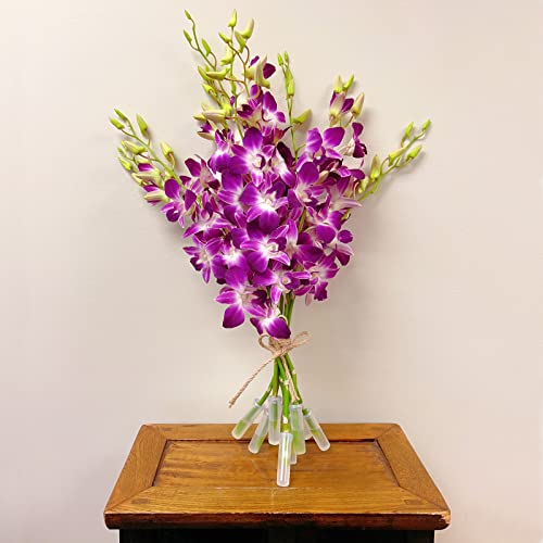Athena'S Garden OC-DEN-GLX-A1 Athena’S Garden Fresh Cut Orchids Purple 10 Stems Sonia Dendrobium Orchids Flowers thumb #1