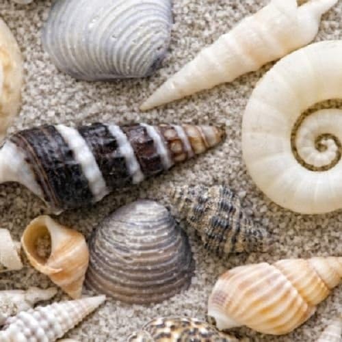 4 x Paper Napkins - Seashells - Ideal for Decoupage / Napkin Art