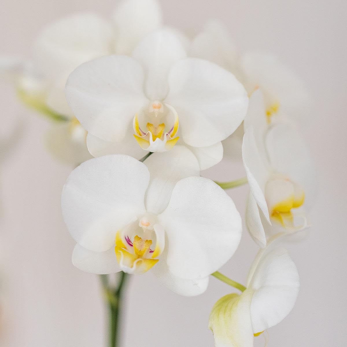 Kolibri Orchids | Set di orchidea bianca Amabilis e piante grasse in vaso decorativo a tubo bianco – dimensioni vaso Ø 9 cm | piante da interno fiorite – fresche dall'allevatore