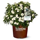 Plants by Mail Scentamazing Gardenia (2 Gallon) Blooming Evergreen Shrub with White Fragrant Flowers - Full Sun to Part Shade Live Outdoor Plant/Bush