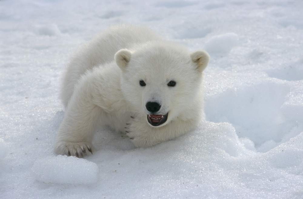 Posterazzi DPI2170371LARGE Female Polar Bear Cub at Alaska Zoo Anchorage Sc Ak/Ncaptive Photo Print, 34 x 22, Multi