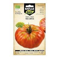 Excellente production, cycle, hauteur moyenne 150 – 170 cm) Couleur des fruits rosé, boules Dimensions : Muy Large dans les environs de 500 grammes Excellente saveur