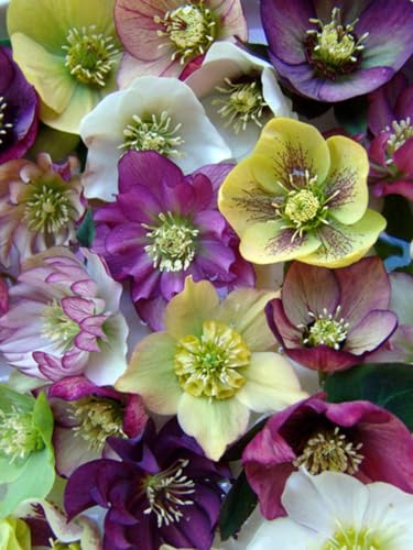 Helleborus orientalis Brandywine (Lenten Rose)
