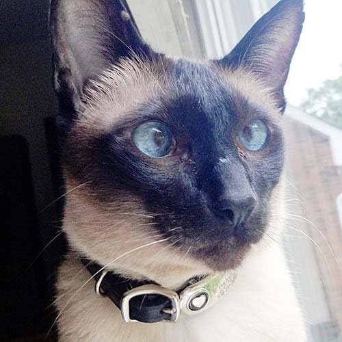 Miniatura 9 de Gafete para collar con joya, para gatos y perros, duradero, silencioso y a prueba de mordidas, de LuckyPet