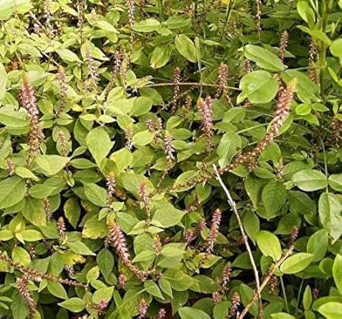 Apamarg (Prickly Chaff) Root - Chirchita - Achyranthes Aspera 100 g