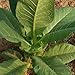 Semillas de tabaco virginia spain 600