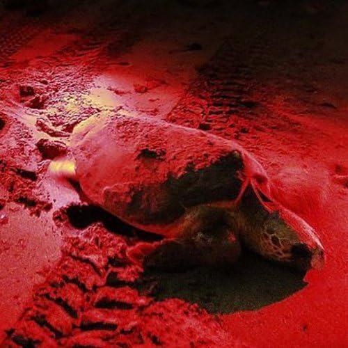 Miniatura 2 de HQRP Linterna de luz roja de bolsillo de 9 LED de 625 nm para ver mapas de estrellas, actividades nocturnas, astronomía nocturna, fiesta de estrellas