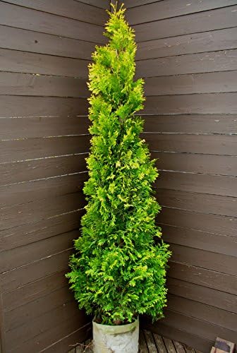 Amazon ヨーロッパゴールド1 コニファー 明るいイエロー元気色 植木