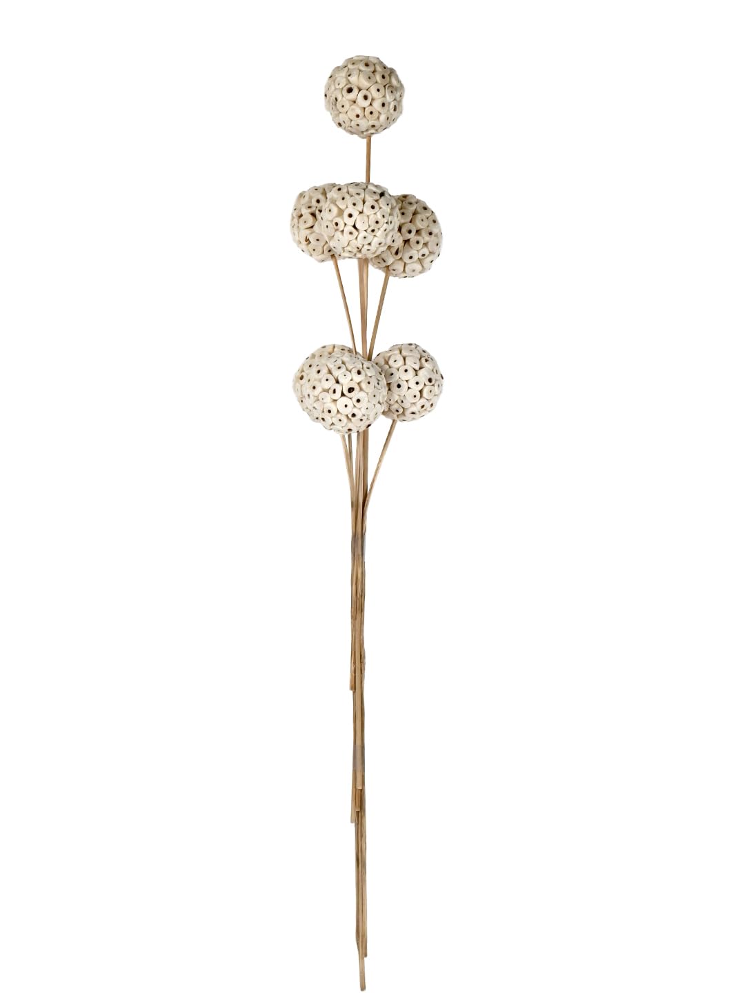 Green Fills Natural Dried Dhol Gola Ball Stems – Rustic Decorative Botanicals on Sticks for Vase Arrangement, Home Décor & Crafts – Eco-Friendly Handmade Floral Accents-picture-36