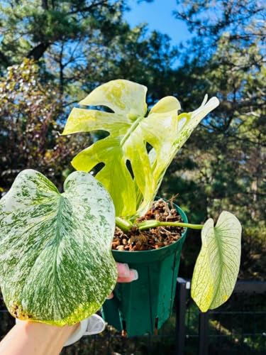 観葉植物 デリシオーサ モンステラ」の人気商品一覧 | 安い商品を通販