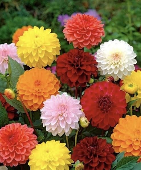 Mixed colour Dahlia Flower Bulbs, Vibrant Multi-Colour Blooms, Garden and Container Planting, for best home gardening, (2 pic of bulbs)-image-16