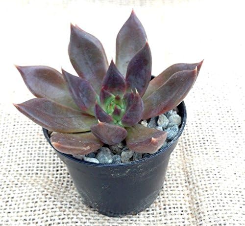 ECHEVERIA AFFINIS "BLACK PRINCE" OR "BLACK KNIGHT" 2 1/4 INCH SUCCULENT PLANT