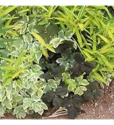 Amazon.co.jp: World Fantasy Garden 苗 黒葉ミツバ 1鉢 3～3.5号 【お