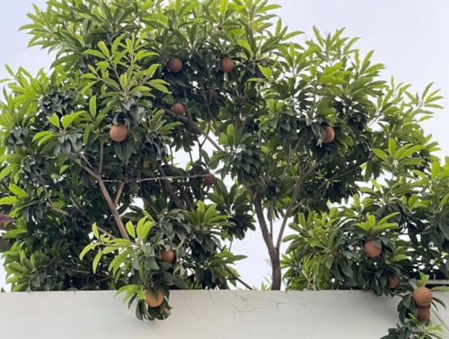 Sapote Tree Live Plant Sapodilla Tree Manilkara Zapota Plant Zapote Trees 1 ft Tall Gal Pot, No Ship CA