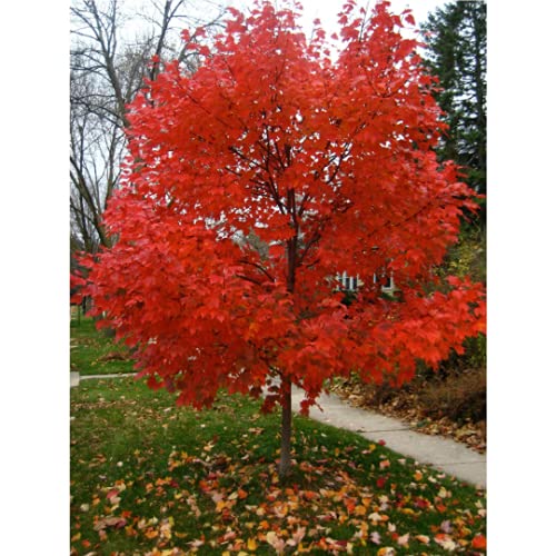 Grower's Solution Autumn Blaze Red Maple Tree - Acer saccharinum - Heavy Established Roots - Two Gallon Potted - 1 Plant by Growers Solution
