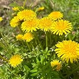 Es muy popular entre los entusiastas de la jardinería debido a sus ricos colores.