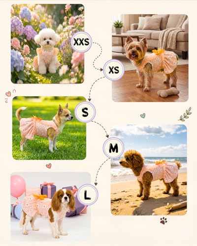 Image of CuteBone Cream Daisy Pet Dress for Small Dogs, Cats - Ruffled Sleeves - Orange Satin Bow - Spring Garden, Photo Dress