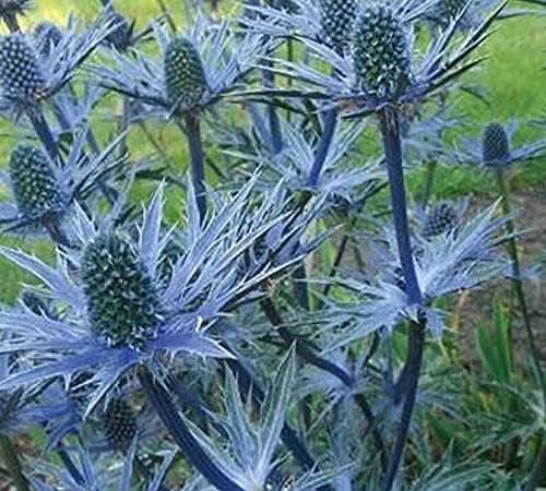 Eryngium x Zabelii Big Blue (Blue Thistle) Perennial 100mm Pot Plants Pack x3