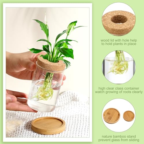 Layhit LAYHIT-TERRARIUMS-ADUOL13001 4 Pcs Plants Propagation Stations Separated Desktop Plant Terrarium Glass Planter Vase With Wooden Lid And Bamboo Stand thumb #2