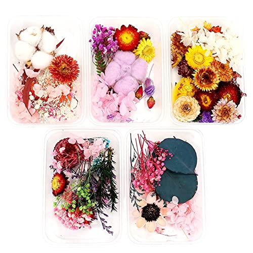 5 Pack Flores Secas Naturales para Manualidades miniatura 1