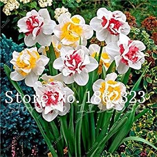 Pack of 100 Narcissus Flower, Daffodil Flowers, Plants Double Petals Absorption Radiation Pot DIY Home Garden Plant: 20: Only Seeds