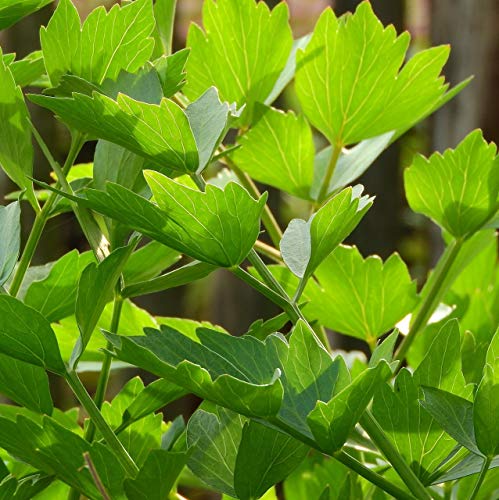 Alpi Nature Liebstöckel 40g, Liebstöckel Gewürz, Liebstöckelblätter getrocknet, Liebstöckelgewürz