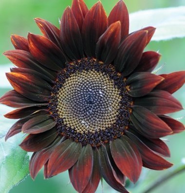 David's Garden Seeds Sunflower Tall Branching Stem Chocolate 4343 (Brown) 25 Non-Gmo, Heirloom Seeds #TOP5