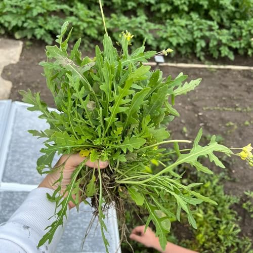 semillas de rúcula perenne - exóticas jardin reales interior balcón 1500pcs