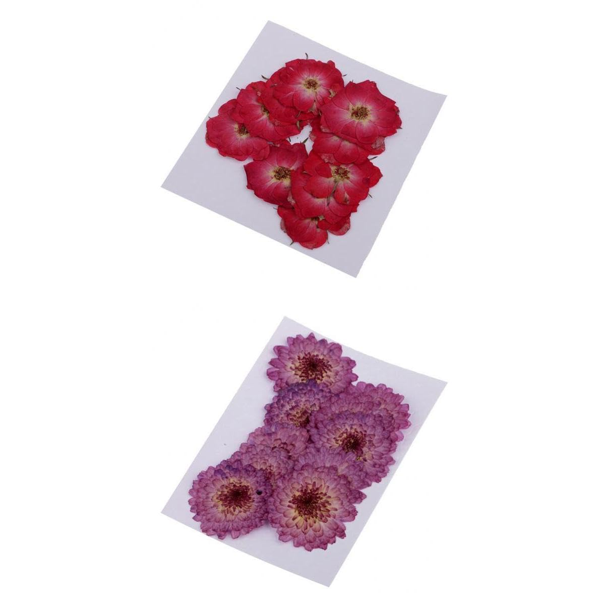ATORSE 20 Pieces Pressed Dried Real Flower Purple Daisy & Red Rose for Card Making|Crafts|Home Arts & Crafts|Floral Crafts|Dried Botanicals & Potpourri|Dried Flowers-image-9