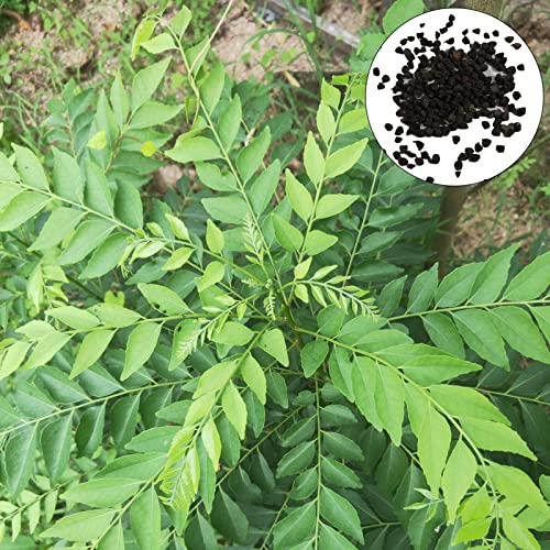 100 teile/beutel Kräuter samen schnell wachsendes essbares Gebrauchs gut Topf koch blätter Curry-Samen Cover