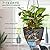 Vanslogreen 8 Inch Hanging Planters for Indoor Outdoor Plants, 2 Pack Self Watering Hanging Pot with Drainage Holes & Removable Tray Hanging Baskets Flower Pots for Garden Home (Black)