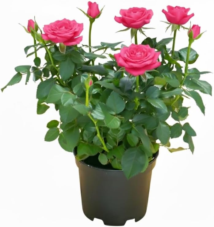 Mini rosa rosa viva, rosa en miniatura en maceta de 3 pulgadas, planta de flores para interiores y exteriores, rosa viva compacta para regalos y