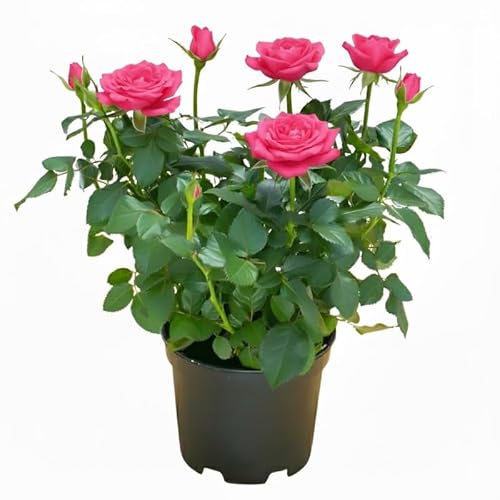 Pink Mini Rose Plant 3 inch pot