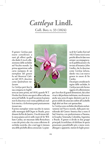 Orchidee - 8