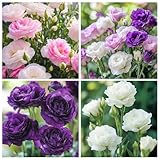 300+Mixed Lisianthus Flower Seeds for Planting Outdoor-Perennial Eustoma Cut Flower Plant Garden Home Ornamental Non-GMO